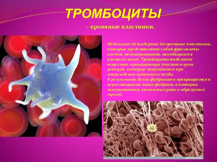 ТРОМБОЦИТЫ – кровяные пластинки. Небольшие безъядерные бесцветные пластинки, которые представляют собой фрагменты