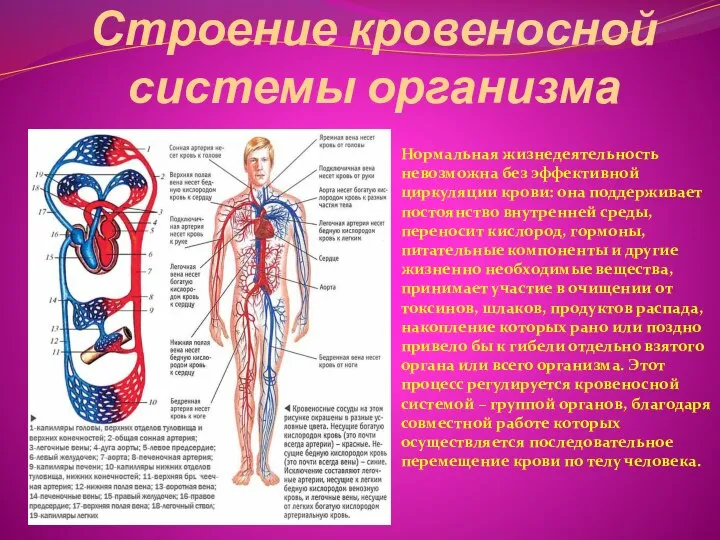 Строение кровеносной системы организма Нормальная жизнедеятельность невозможна без эффективной циркуляции крови: она