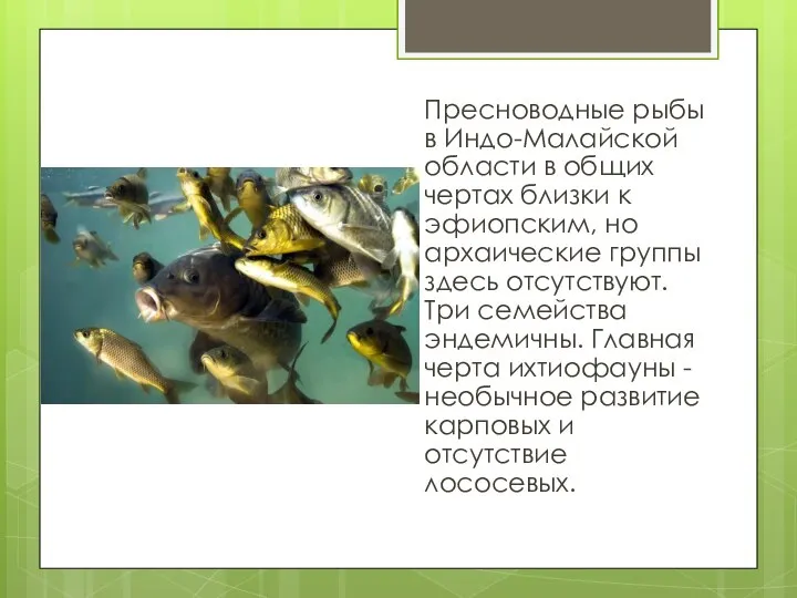 Пресноводные рыбы в Индо-Малайской области в общих чертах близки к эфиопским, но