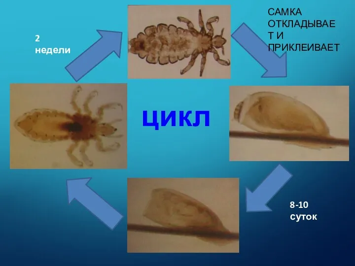 8-10 суток 2 недели САМКА ОТКЛАДЫВАЕТ И ПРИКЛЕИВАЕТ цикл