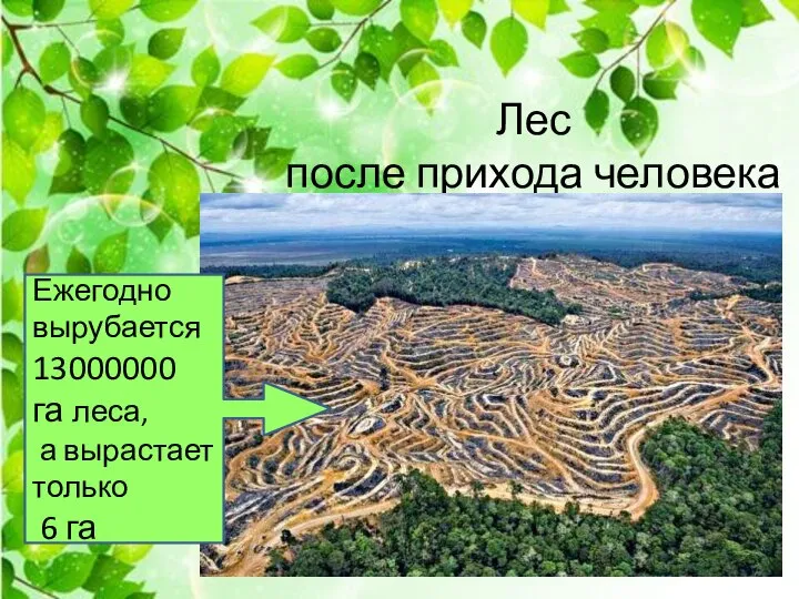 Лес после прихода человека Ежегодно вырубается 13000000 га леса, а вырастает только 6 га