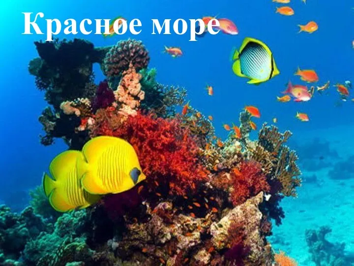 Красное море