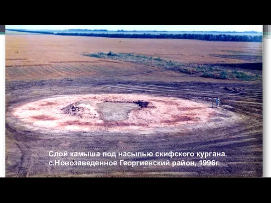 Слой камыша под насыпью скифского кургана. с.Новозаведенное Георгиевский район, 1996г.