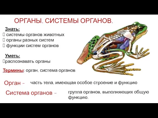 Знать: системы органов животных органы разных систем функции систем органов Уметь: распознавать