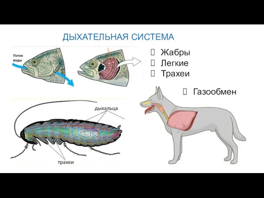 ДЫХАТЕЛЬНАЯ СИСТЕМА Жабры Легкие Трахеи Газообмен