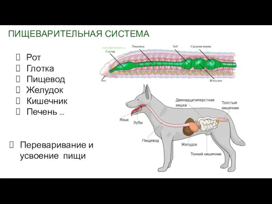 ПИЩЕВАРИТЕЛЬНАЯ СИСТЕМА Рот Глотка Пищевод Желудок Кишечник Печень … Переваривание и усвоение пищи