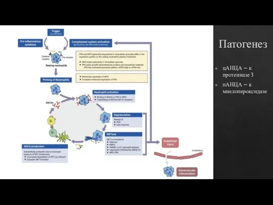 Патогенез цАНЦА – к протеиназе 3 пАНЦА – к миелопероксидазе