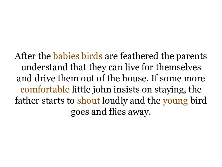 After the babies birds are feathered the parents understand that they can