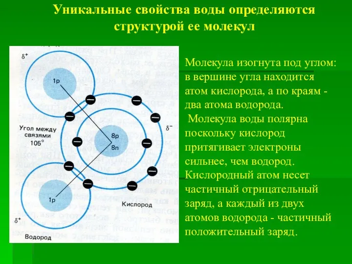 Уникальные свойства воды определяются структурой ее молекул Молекула изогнута под углом: в