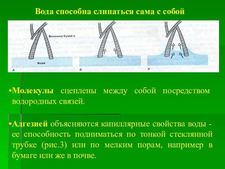 Вода способна слипаться сама с собой Молекулы сцеплены между собой посредством водородных