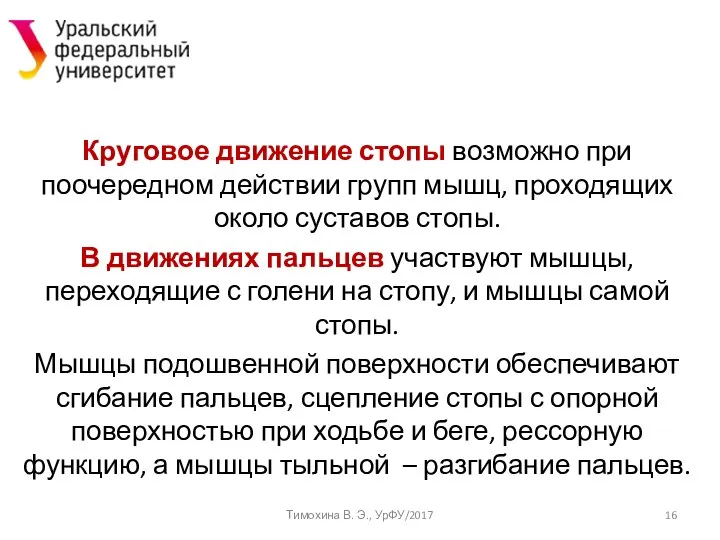 Круговое движение стопы возможно при поочередном действии групп мышц, проходящих около суставов