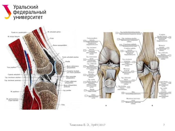 Тимохина В. Э., УрФУ/2017