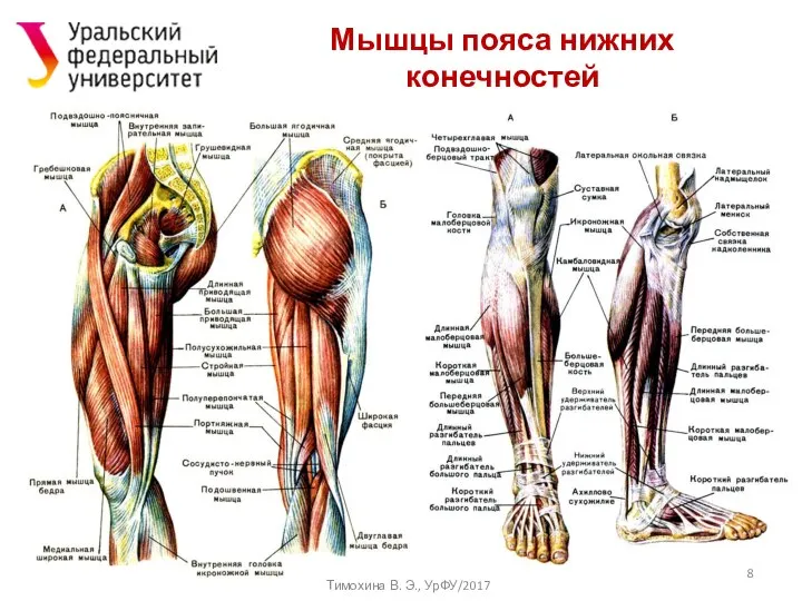 Мышцы пояса нижних конечностей Тимохина В. Э., УрФУ/2017