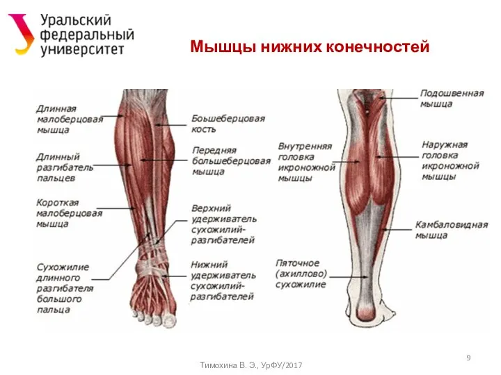 Мышцы нижних конечностей Тимохина В. Э., УрФУ/2017