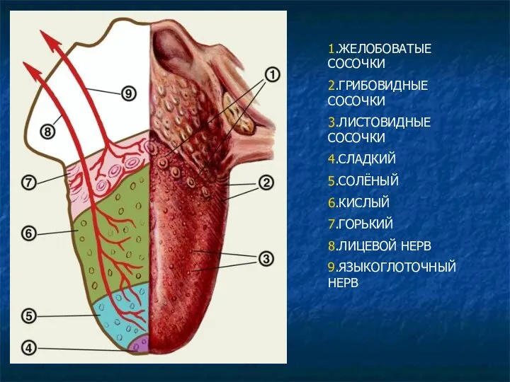 1.ЖЕЛОБОВАТЫЕ СОСОЧКИ 2.ГРИБОВИДНЫЕ СОСОЧКИ 3.ЛИСТОВИДНЫЕ СОСОЧКИ 4.СЛАДКИЙ 5.СОЛЁНЫЙ 6.КИСЛЫЙ 7.ГОРЬКИЙ 8.ЛИЦЕВОЙ НЕРВ 9.ЯЗЫКОГЛОТОЧНЫЙ НЕРВ