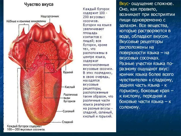 Вкус- ощущение сложное. Оно, как правило, возникает при восприятии пищи одновременно с