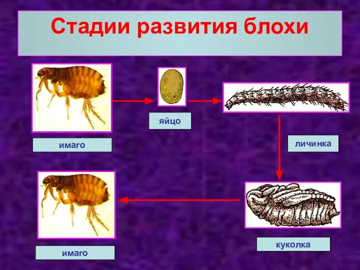 Стадии развития блохи имаго яйцо имаго личинка куколка