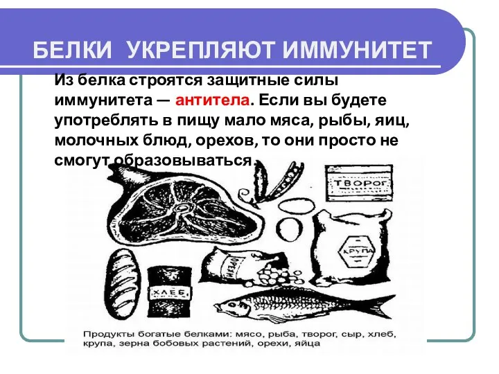 БЕЛКИ УКРЕПЛЯЮТ ИММУНИТЕТ Из белка строятся защитные силы иммунитета — антитела. Если