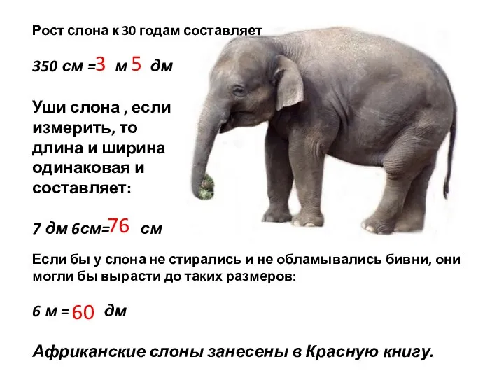 Рост слона к 30 годам составляет 350 см = м дм Уши