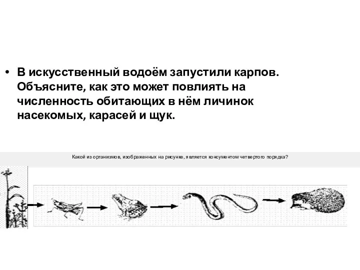 Какой из организмов, изображенных на рисунке, является консументом четвертого порядка? В искусственный