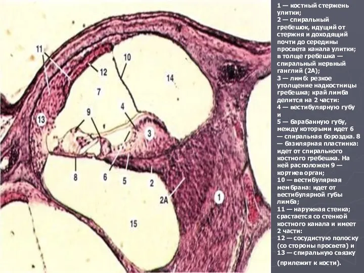 1 — костный стержень улитки; 2 — спиральный гребешок, идущий от стержня
