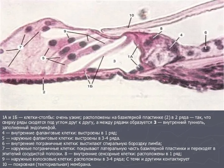 1А и 1Б — клетки-столбы: очень узкие; расположены на базилярной пластинке (2)