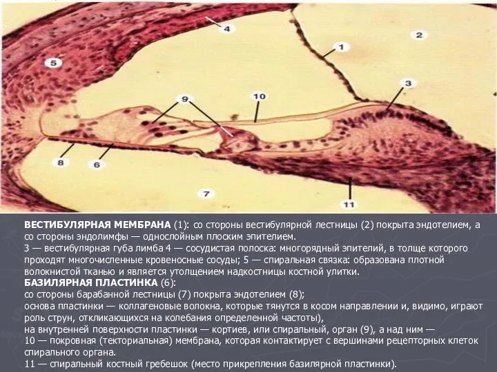 ВЕСТИБУЛЯРНАЯ МЕМБРАНА (1): со стороны вестибулярной лестницы (2) покрыта эндотелием, а со