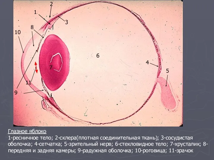 Глазное яблоко 1-ресничное тело; 2-склера(плотная соединительная ткань); 3-сосудистая оболочка; 4-сетчатка; 5-зрительный нерв;