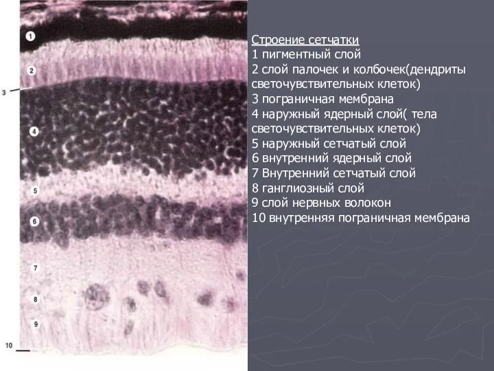 Строение сетчатки 1 пигментный слой 2 слой палочек и колбочек(дендриты светочувствительных клеток)