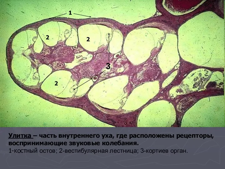 Улитка – часть внутреннего уха, где расположены рецепторы, воспринимающие звуковые колебания. 1-костный