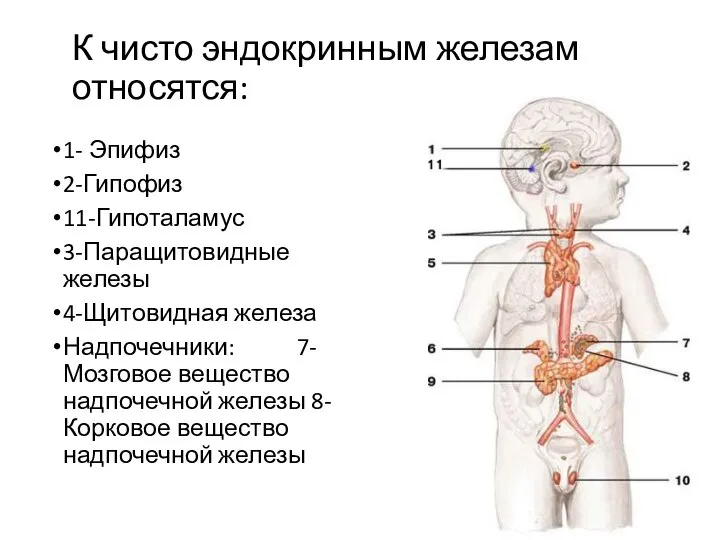 К чисто эндокринным железам относятся: 1- Эпифиз 2-Гипофиз 11-Гипоталамус 3-Паращитовидные железы 4-Щитовидная