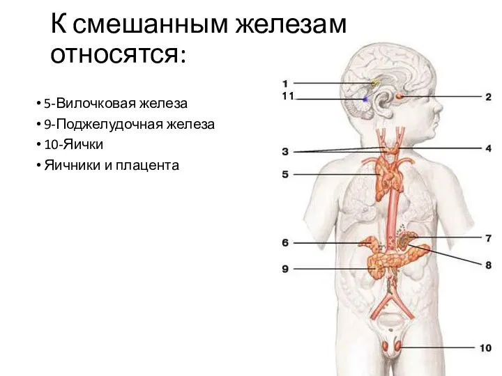 К смешанным железам относятся: 5-Вилочковая железа 9-Поджелудочная железа 10-Яички Яичники и плацента