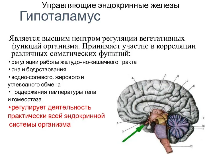 Управляющие эндокринные железы Является высшим центром регуляции вегетативных функций организма. Принимает участие