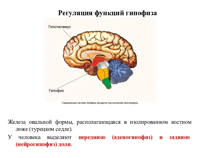 Регуляция функций гипофиза Железа овальной формы, располагающаяся в изолированном костном ложе (турецком