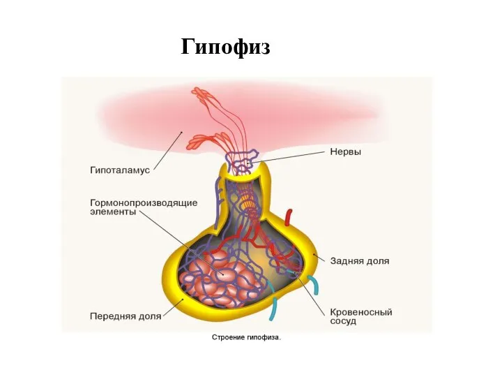 Гипофиз