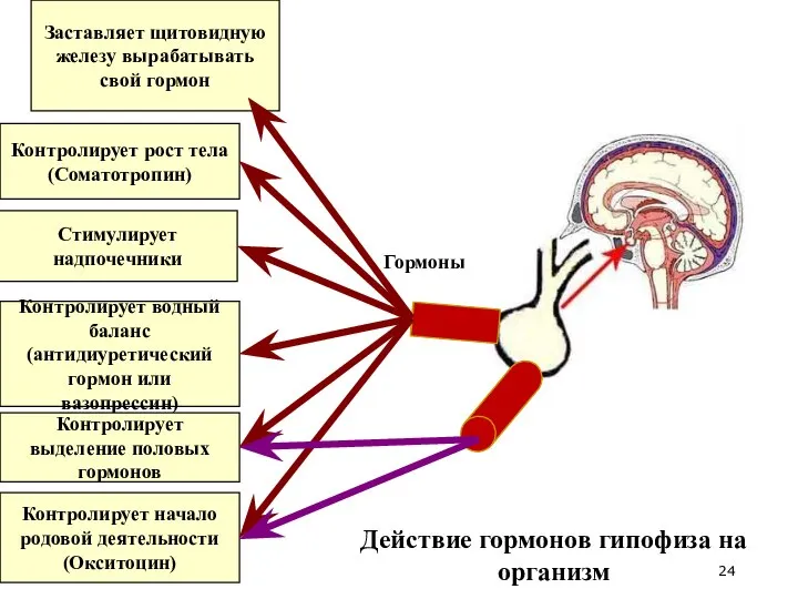 Заставляет щитовидную железу вырабатывать свой гормон Контролирует рост тела (Соматотропин) Стимулирует надпочечники