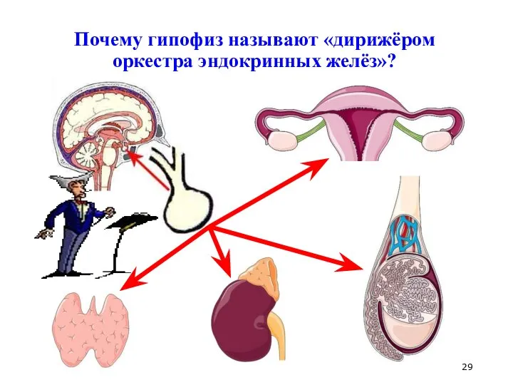 Почему гипофиз называют «дирижёром оркестра эндокринных желёз»?