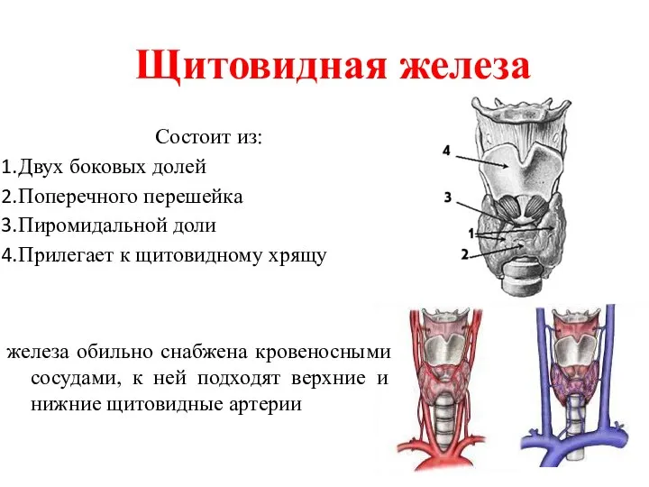 Состоит из: Двух боковых долей Поперечного перешейка Пиромидальной доли Прилегает к щитовидному