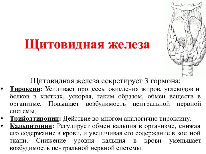 Щитовидная железа секретирует 3 гормона: Тироксин: Усиливает процессы окисления жиров, углеводов и