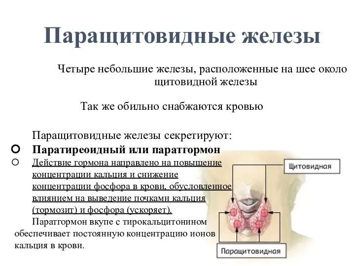 Четыре небольшие железы, расположенные на шее около щитовидной железы Паращитовидные железы Так