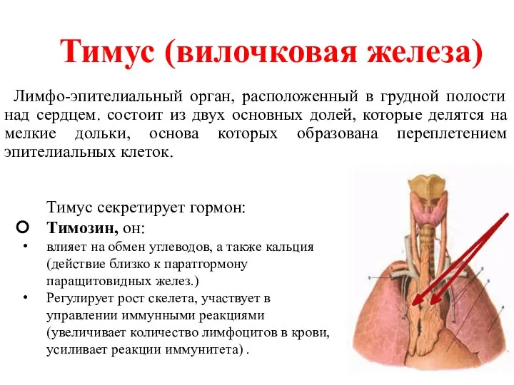 Лимфо-эпителиальный орган, расположенный в грудной полости над сердцем. состоит из двух основных