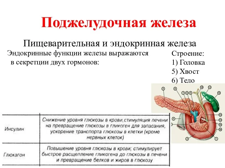 Пищеварительная и эндокринная железа Поджелудочная железа Строение: 1) Головка 5) Хвост 6)