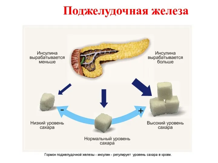 Поджелудочная железа