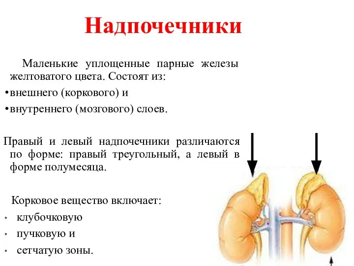 Маленькие уплощенные парные железы желтоватого цвета. Состоят из: внешнего (коркового) и внутреннего