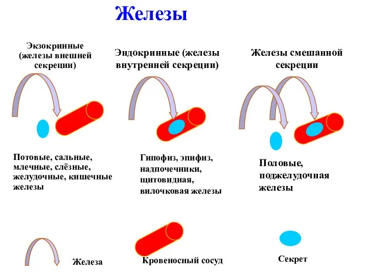 Железы Экзокринные (железы внешней секреции) Потовые, сальные, млечные, слёзные, желудочные, кишечные железы