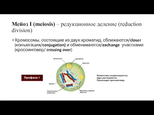 Мейоз I (meiosis) – редукционное деление (reduction division) Хромосомы, состоящие из двух
