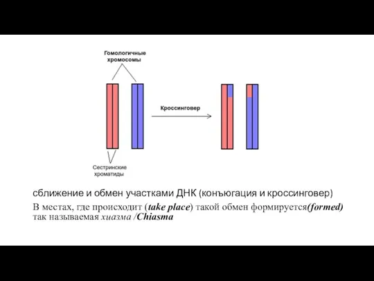 сближение и обмен участками ДНК (конъюгация и кроссинговер) В местах, где происходит