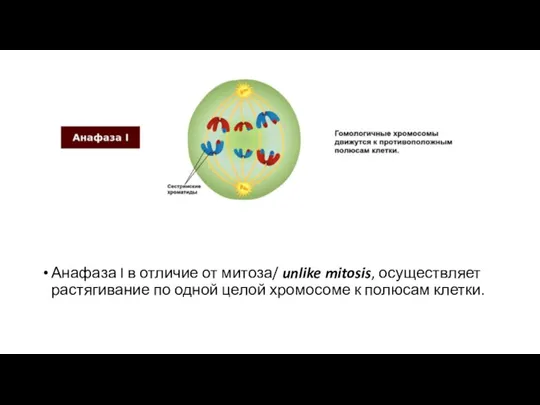 Анафаза I в отличие от митоза/ unlike mitosis, осуществляет растягивание по одной