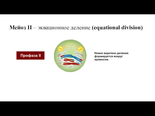 Мейоз II – эквационное деление (equational division)