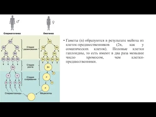 Гаметы (n) образуются в результате мейоза из клеток-предшественников (2n, как у соматических